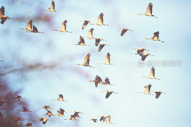 空中鹤群的鸟类迁徙(Grus Grus)